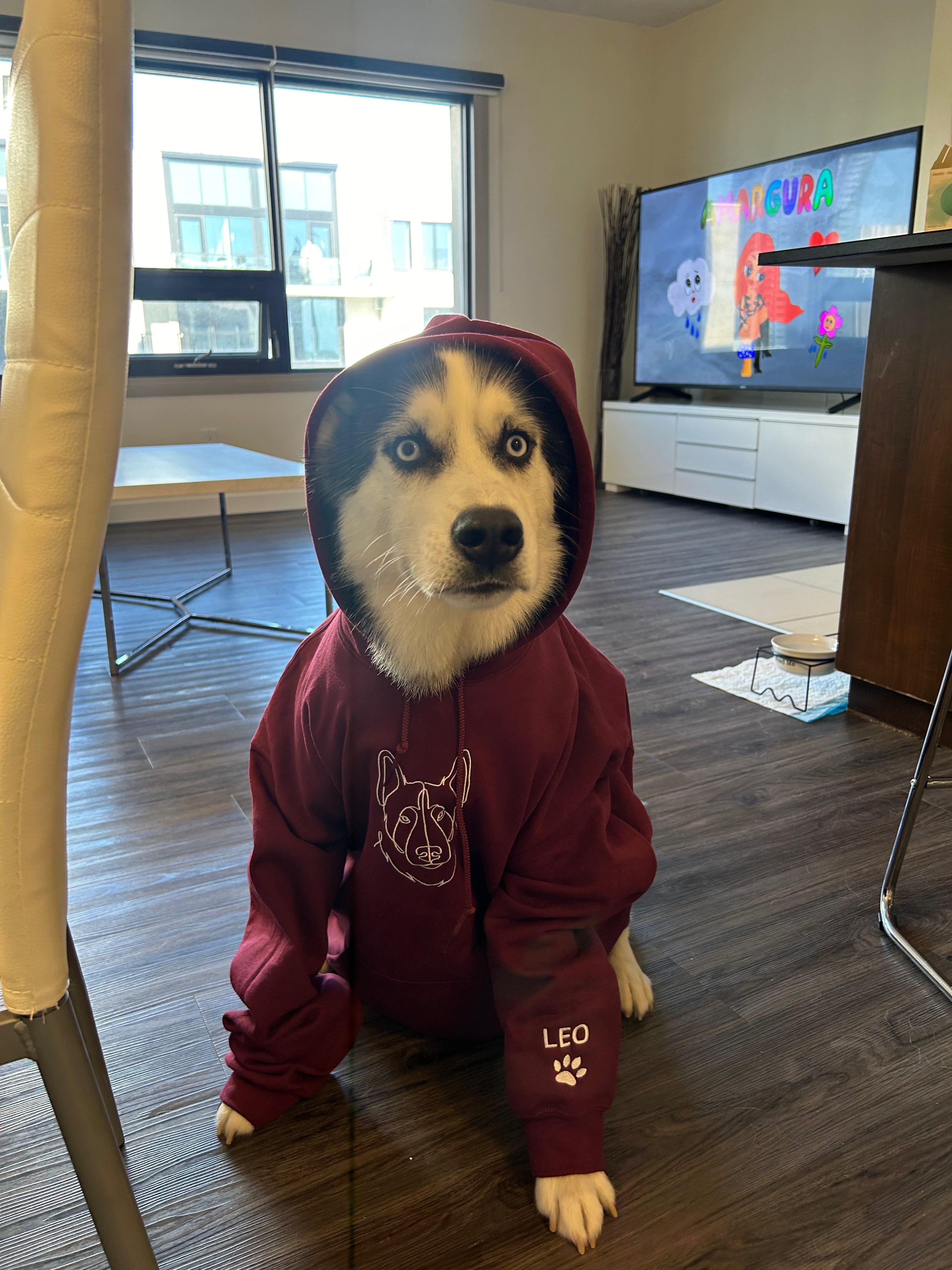 files/Leo_Dog_in_a_hoodie.heic